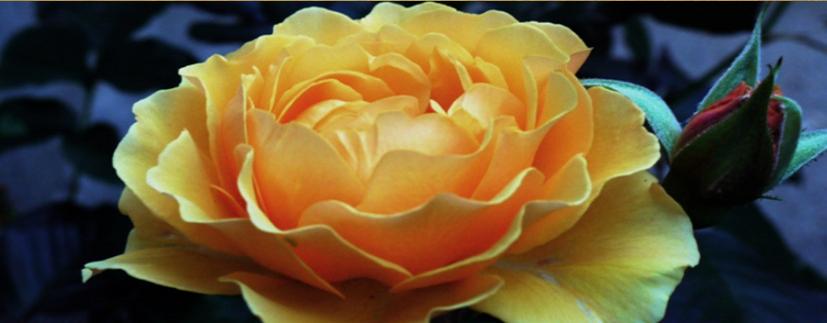 Sri Chinmoy Rose Flower